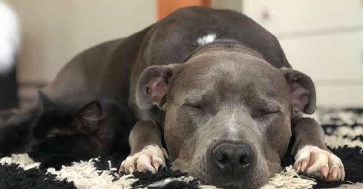 Il pit bull salvato convince sua madre ad adottare il loro gattino