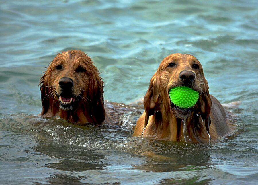 pets in vacanza