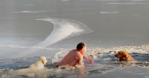 il-gesto-eroico-dell'uomo-per-salvare-i-due-cani-nel-lago-ghiacciato 1