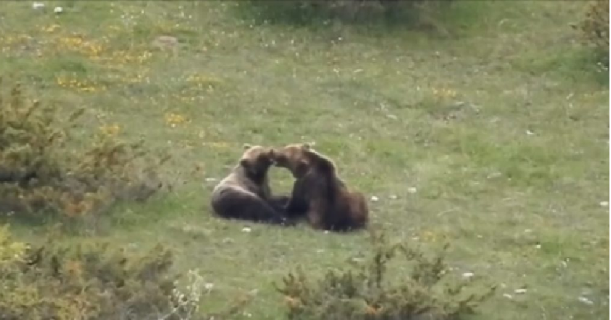Coccole speciali tra orsi