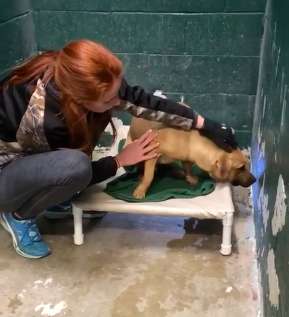 Coby-il-cane-che-amava-frugare-nella-spazzatura 2