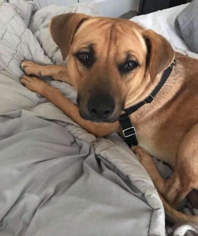 Coby-il-cane-che-amava-frugare-nella-spazzatura 3