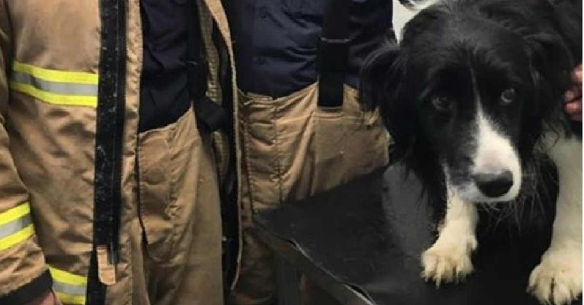 Toby, il cane salvato da un intero paese