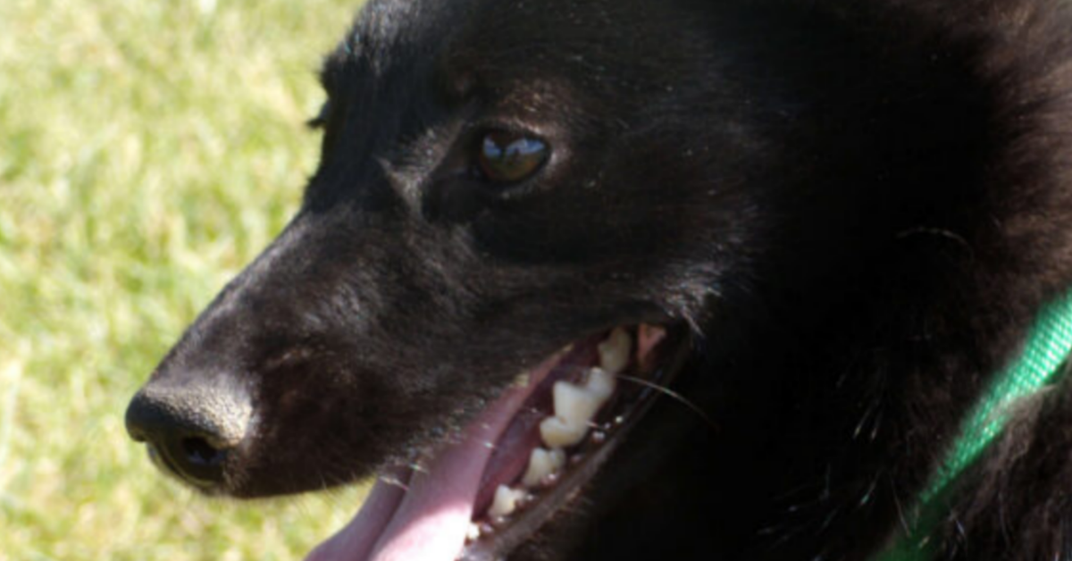 Lucca, anziano signore perde la vita. Il suo cane lo veglia per ore.