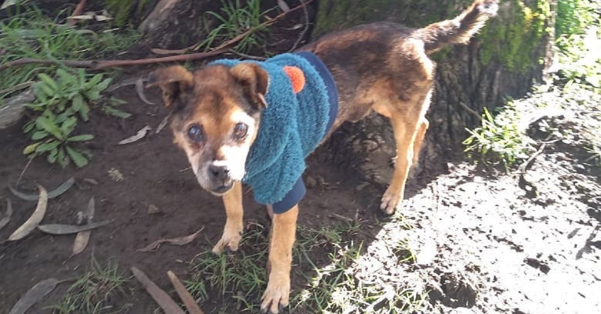 Viejito, il cane abbandonato in una busta