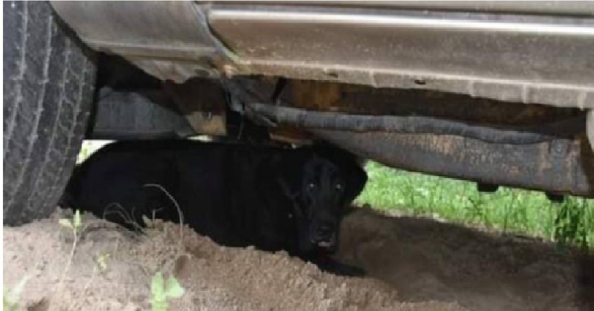 I volontari recuperano e salvano dodici animali