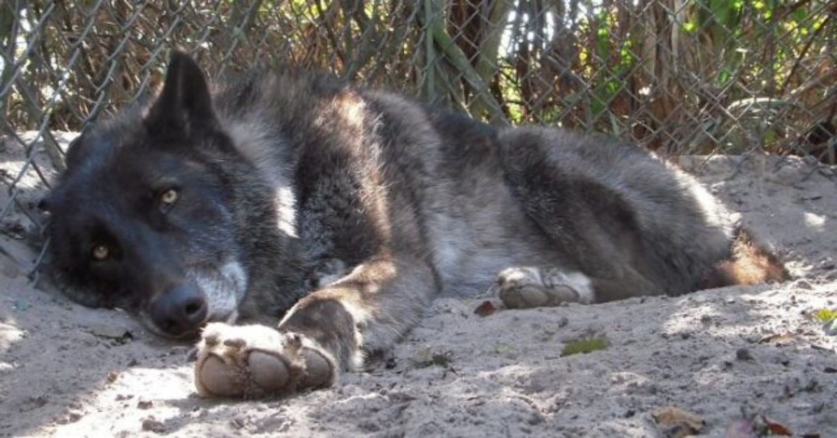 La storia del cane lupo Yuki, il gigante buono