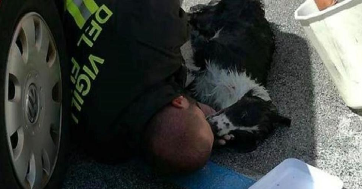 Palermo- Salvati tre cani chiusi in un furgone