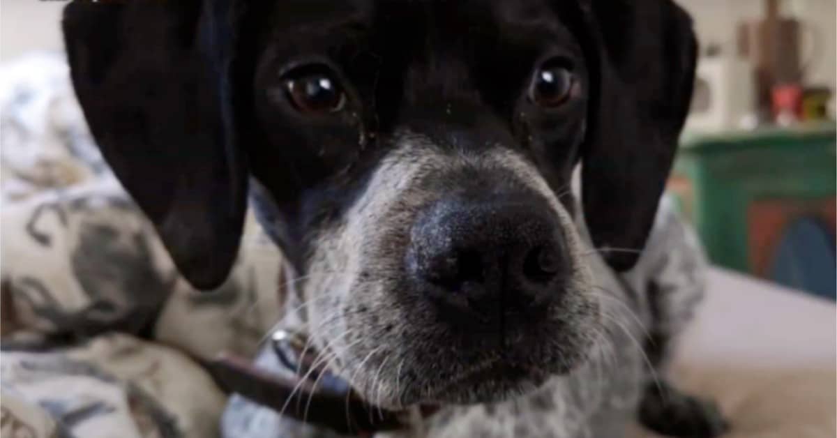 La storia di Ink la cagnolina abbandonata perché inutile
