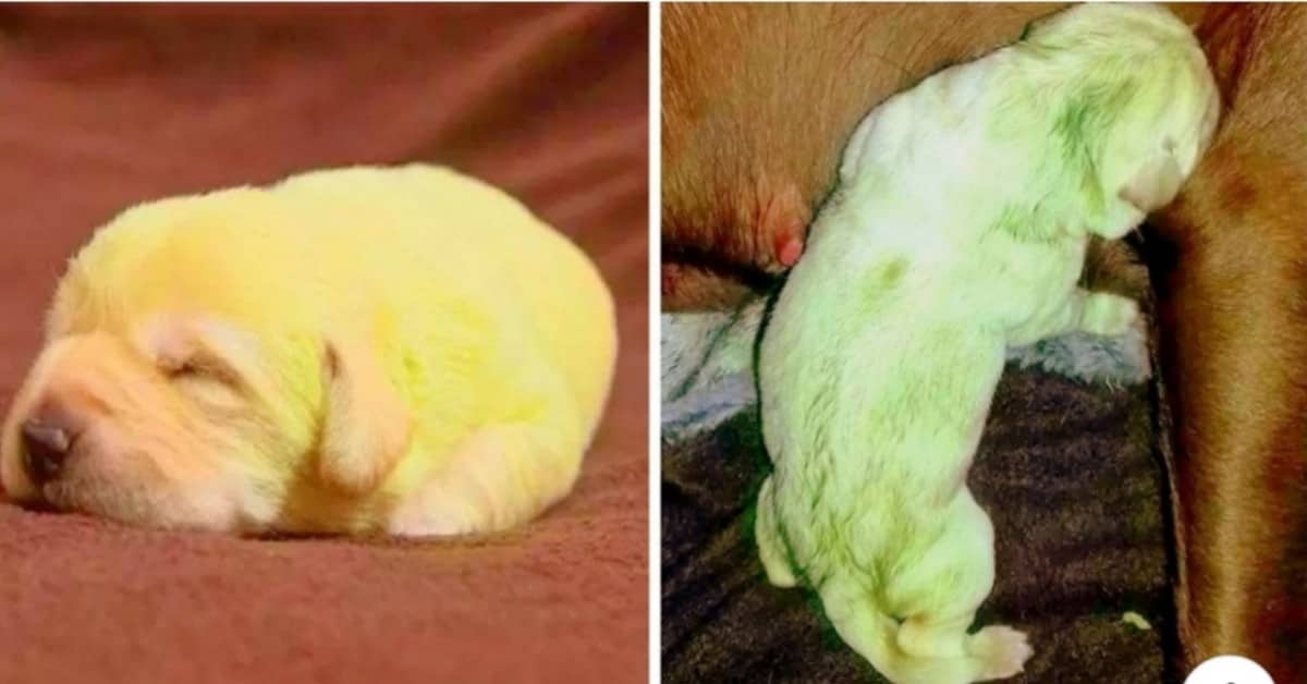 Fifi un cucciolo molto raro
