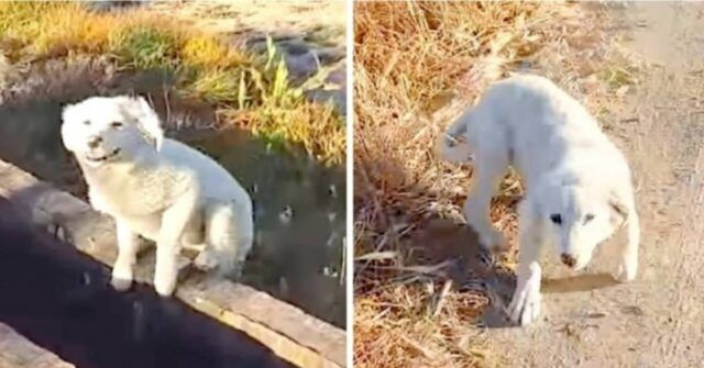 ragazzo-trova-un-cucciolo-abbandonato-in-un-luogo-deserto-ed-alla-fine-ha-deciso-di-salvargli-la-vita