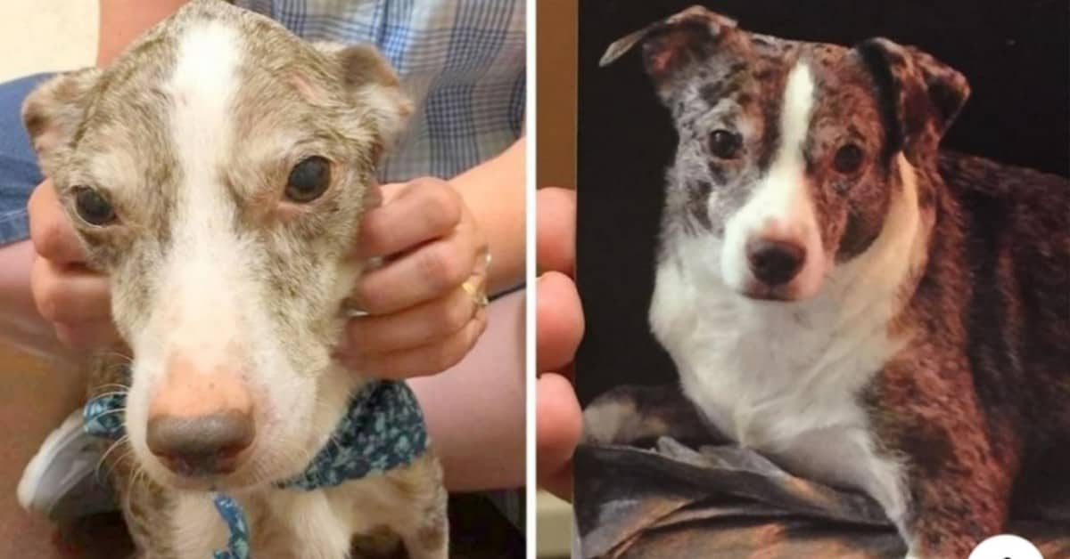 La riunione tra il cane Chips e la sua amica umana