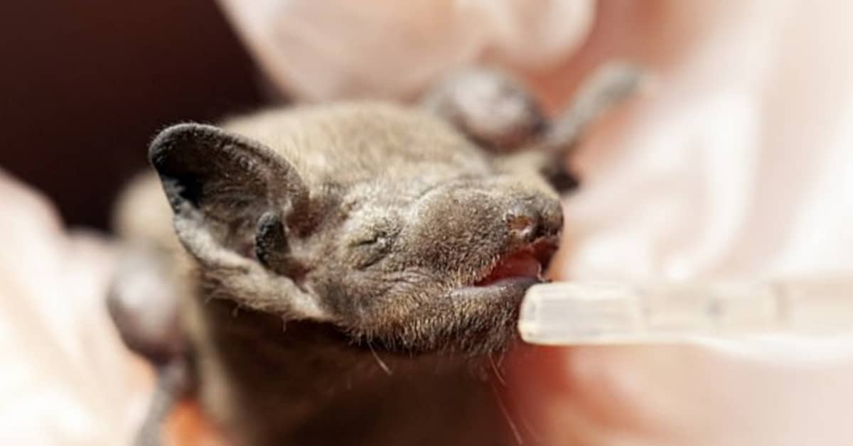 Cucciolo di pipistrello caduto in un camino. Salvato dai volontari.