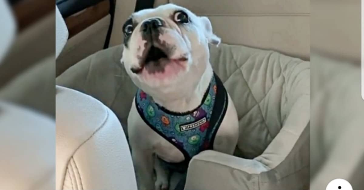 La reazione molto divertente del cane Walter