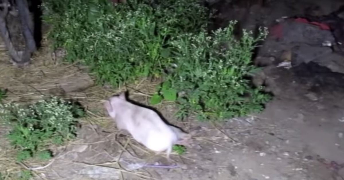 Maialino abbandonato striscia su una zampa rotta per nascondersi finché non viene salvato