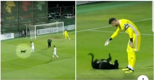 il-cane-che-fa-irruzione-di-campo-durante-una-partita-e-che-fa-divertire-i-giocatori