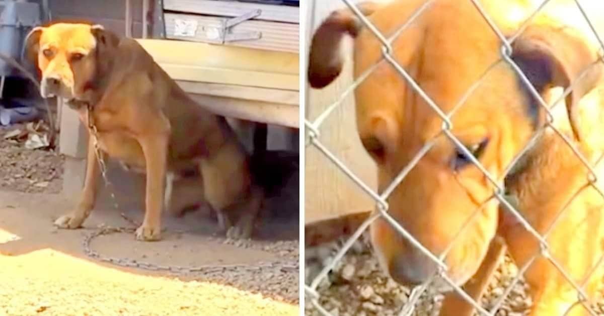 Incatenato per più di dieci anni, la triste storia di Rusty Diamond