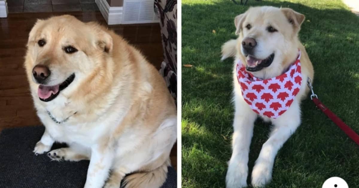 La trasformazione di Kai, il cane in sovrappeso