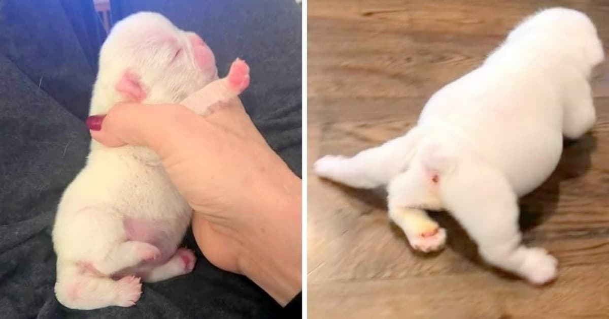 Ellery il cucciolo nato con una rara malformazione