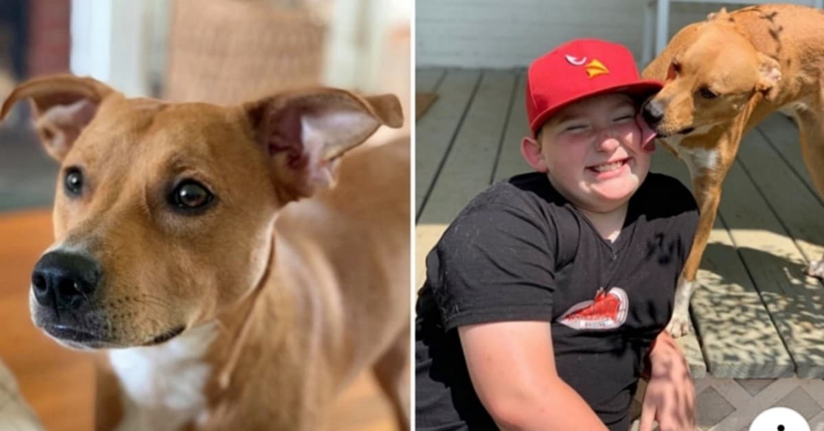 Il salvataggio della cagnolina Riley