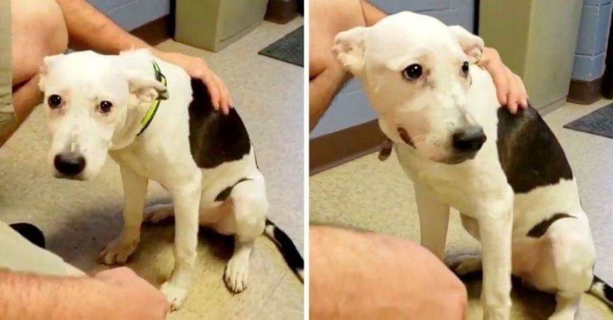 La grave situazione di salute del piccolo Brody
