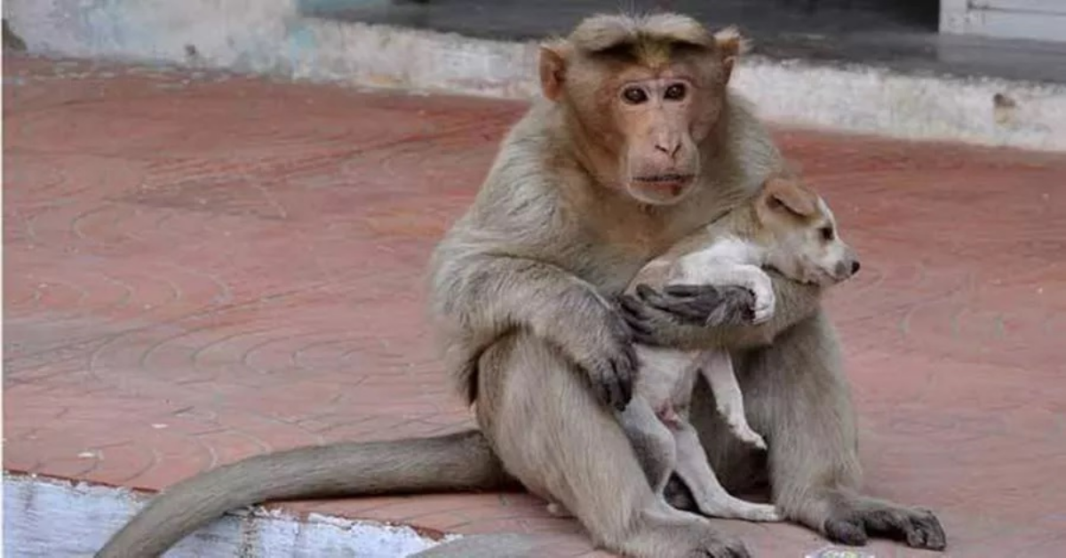 Scimmia adotta un cucciolo di cane randagio