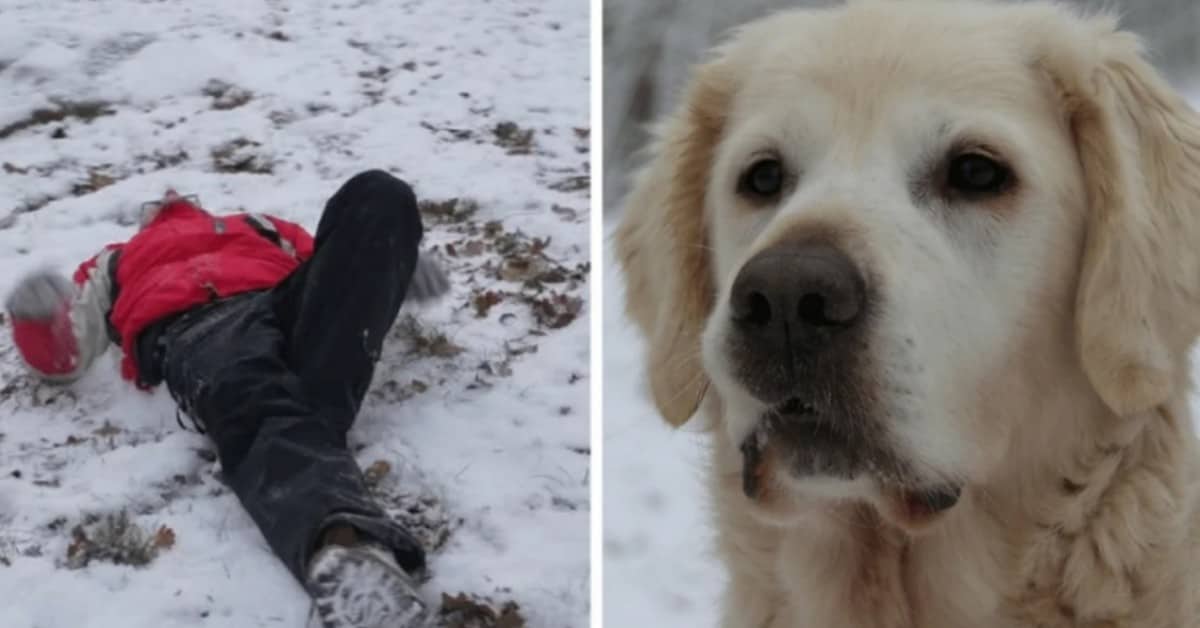 Kesley è riuscito a salvare la vita del suo amico umano Bob