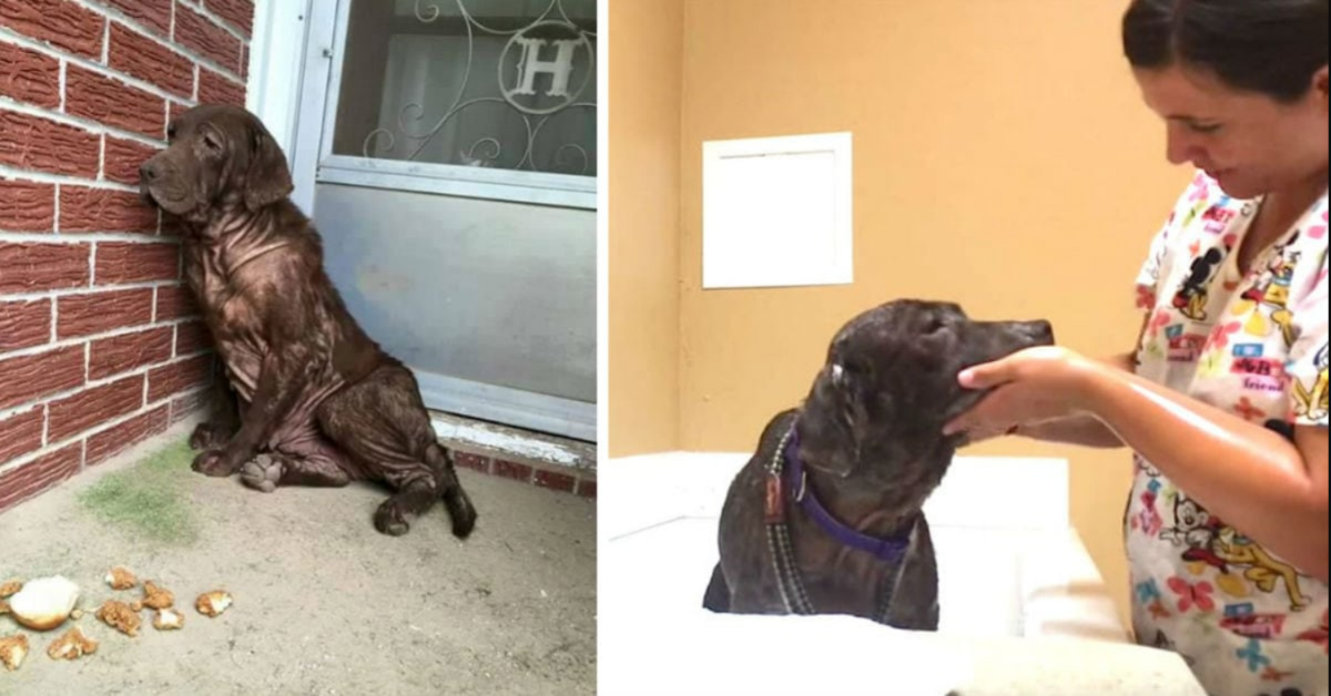 La storia del cane Blossom ed il suo bellissimo lieto fine