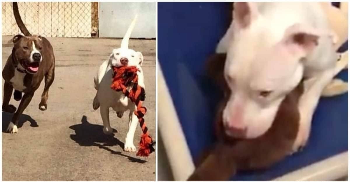 Il legame inspiegabile tra Scooby e Marshmallow