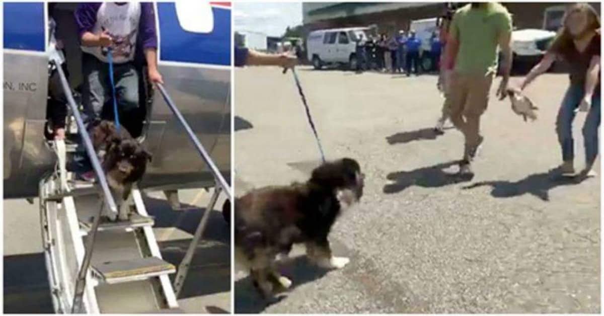La commovente riunione tra il cane Jodie ed i suoi amici umani