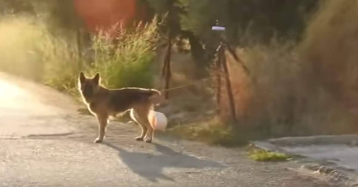 Il salvataggio di una cucciola chiamata Brandy
