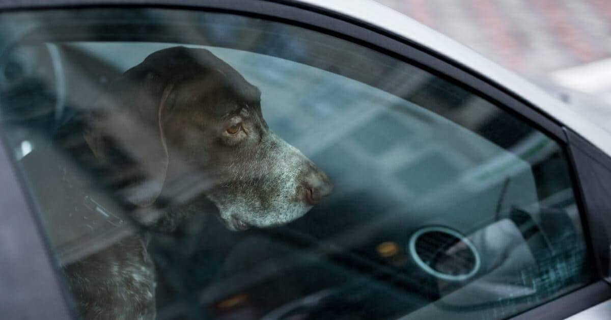 Tre cani morti, perché lasciati in macchina con il caldo