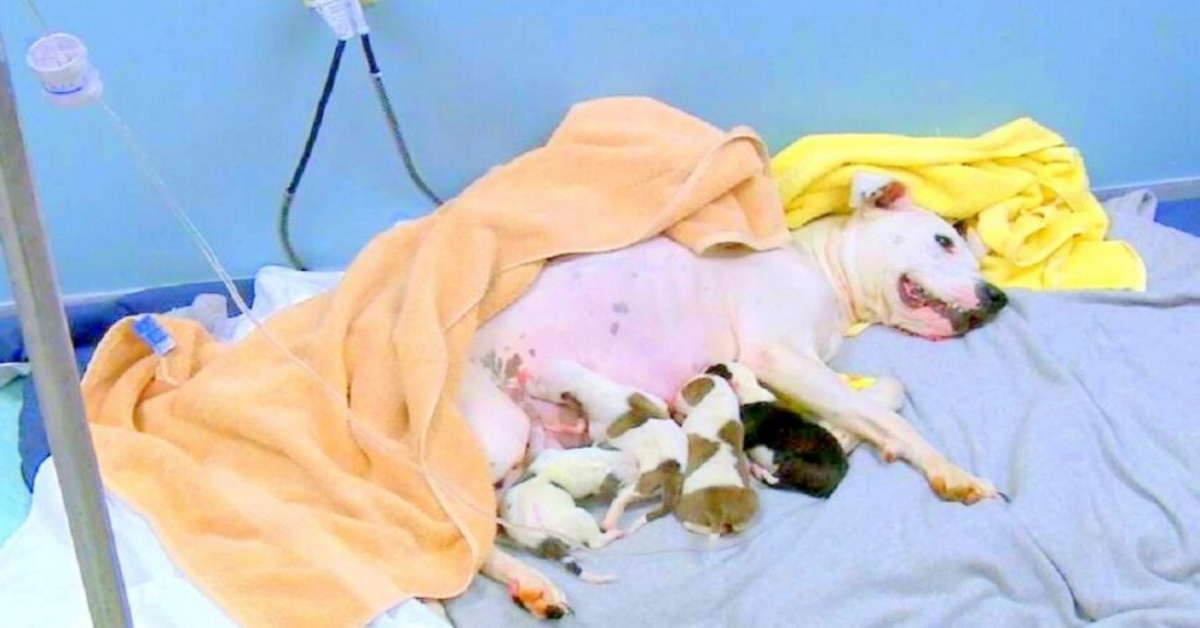 Uomo lancia il cane fuori dall’auto mentre stava partorendo
