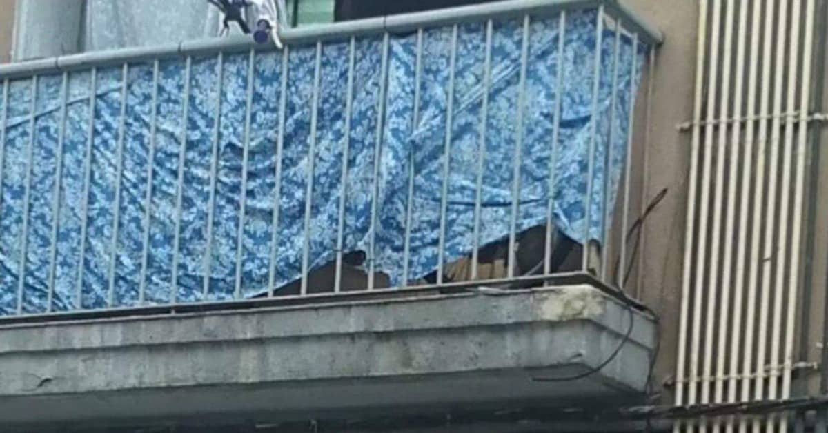 I due cani costretti a vivere in un balcone