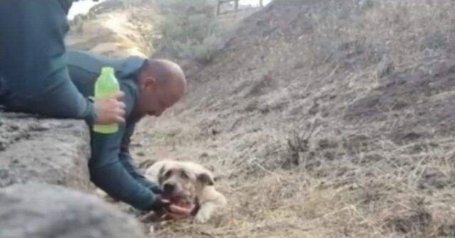 il-meraviglioso-gesto-di-una-guardia-per-salvare-un-cane-in-pericolo-durante-l'incendio