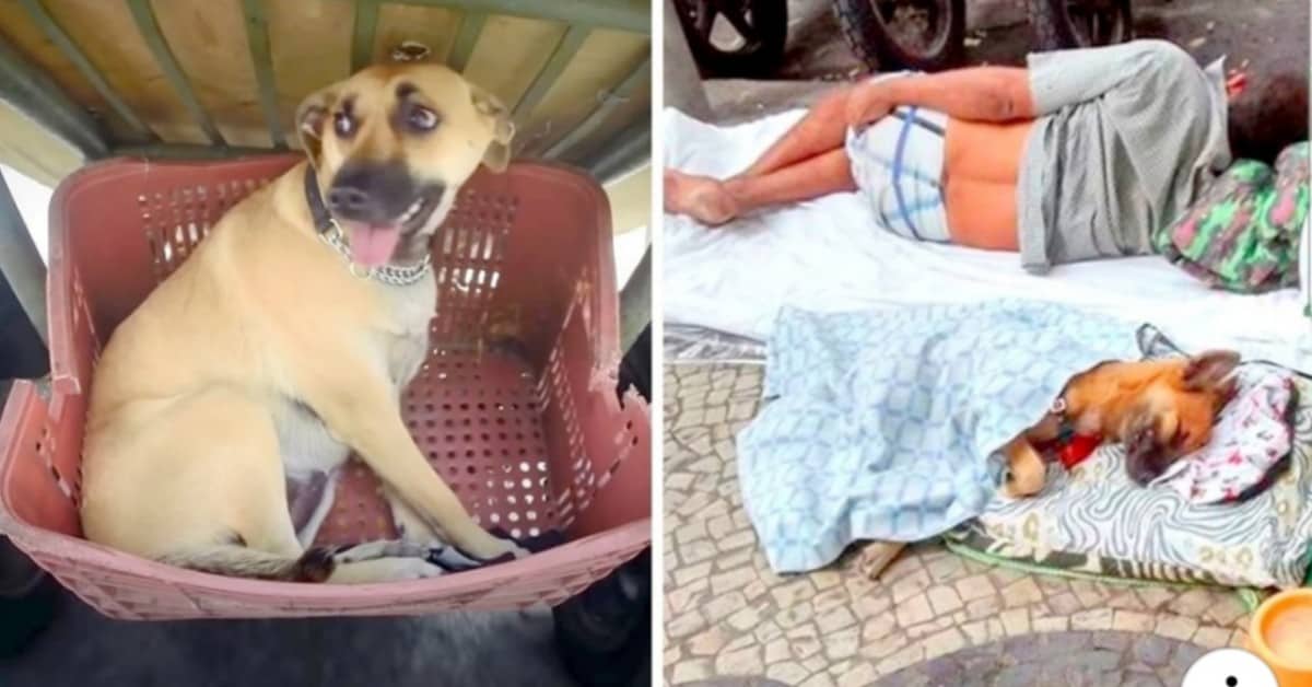 Il progetto dei cani e dei senzatetto