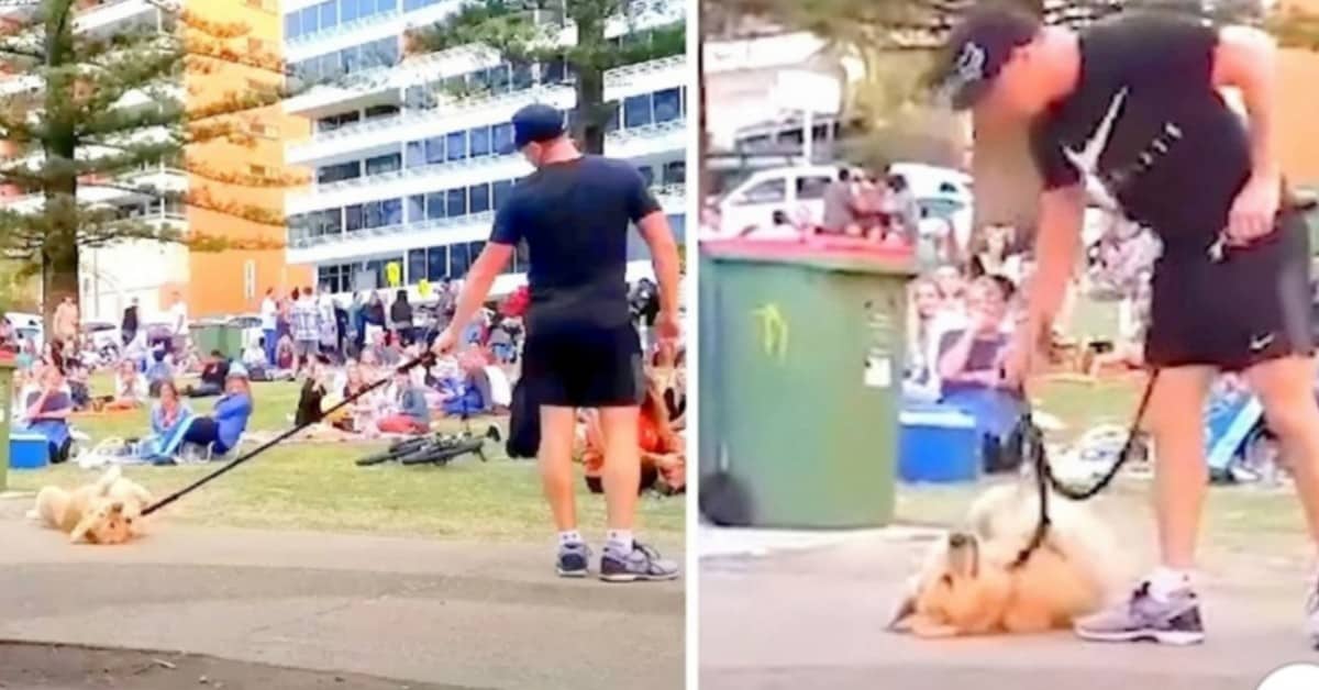 Il cane che non vuole tornare a casa