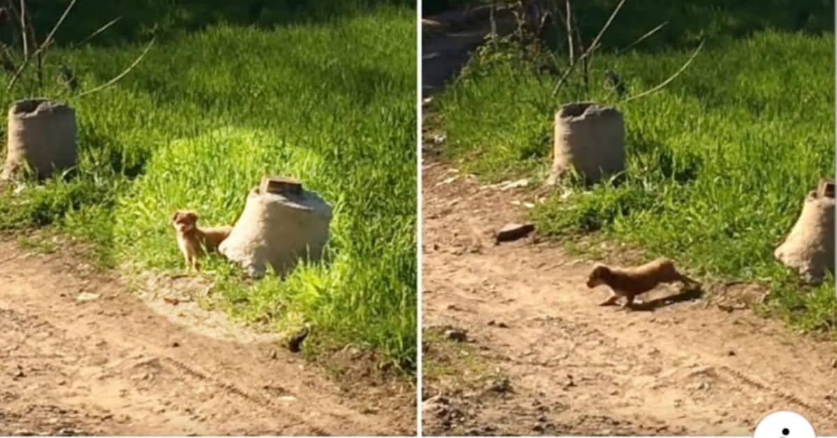 Il cucciolo abbandonato che salva la vita dei suoi fratellini