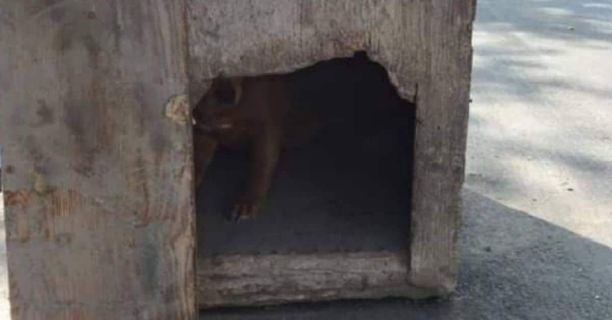 Il cane abbandonato dentro la cuccia