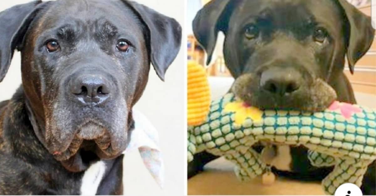 Daisy, una cagnolina che ha spezzato i cuori di tutti