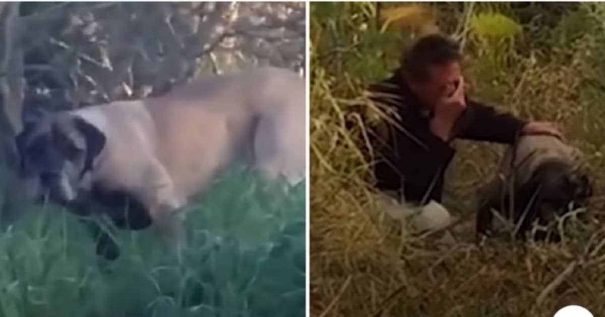 Un’odissea durata tre anni, il salvataggio del cane Lulu