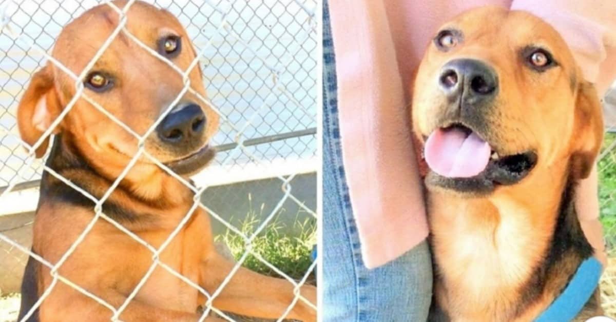 Buddy abbandonato dai suoi amici umani dopo il trasloco