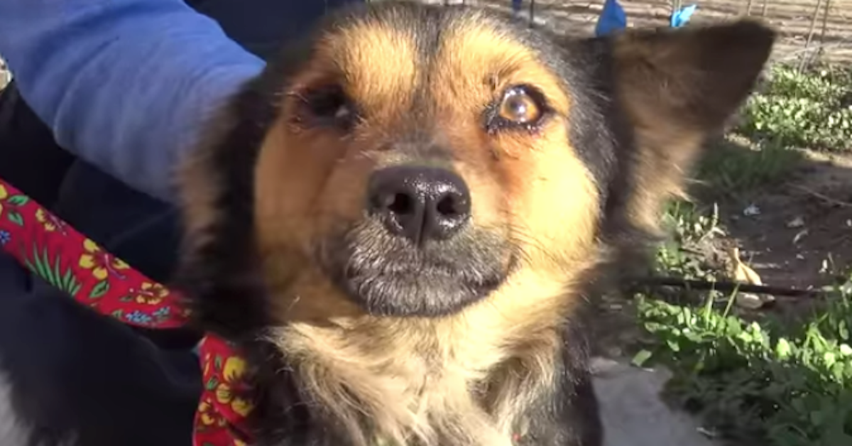 La storia del cagnolino, trovato in gravi condizioni