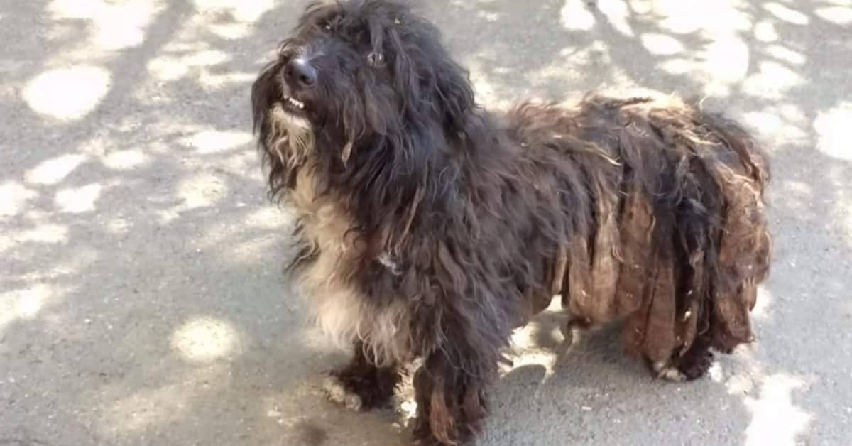 Rasta, il cane che ha vissuto da randagio per molto tempo