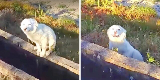 ragazzo-trova-un-cucciolo-abbandonato-in-un-luogo-deserto