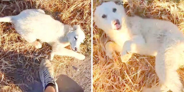 ragazzo-trova-un-cucciolo-abbandonato-in-un-luogo-deserto 1