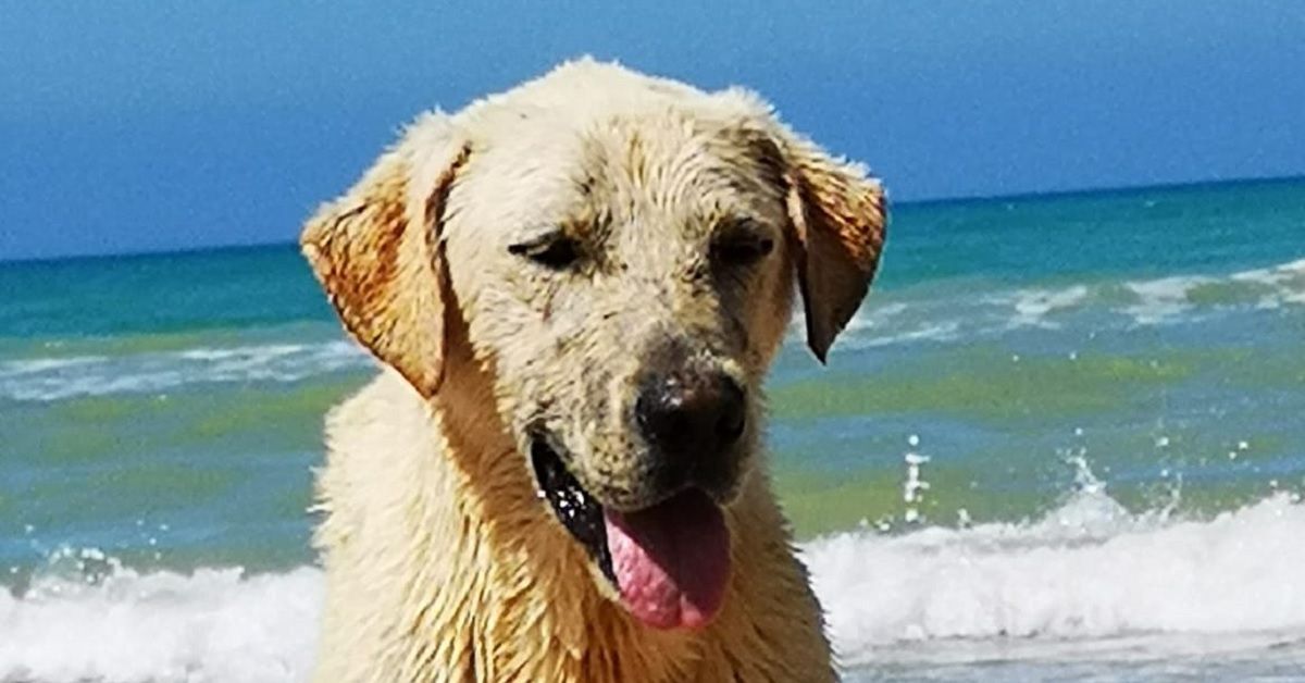 Marina di Acate, l’estate del cane Acquarius che ama il mare