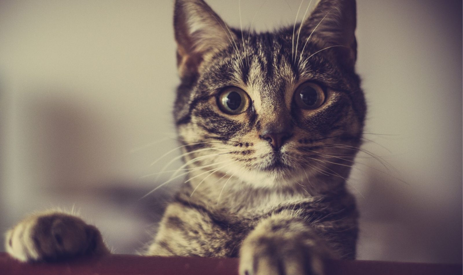 Gatto e cane obeso, come metterlo a dieta