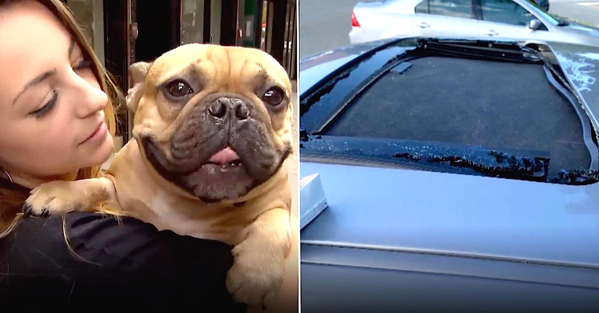 Bulldog sopravvissuto ad un volo di sei metri