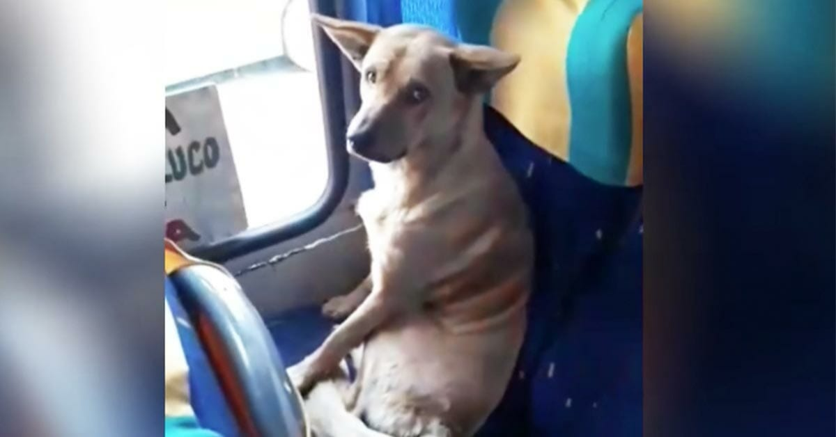 Cagnolino sale sul bus e si siede come una persona